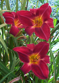 Red Volunteer